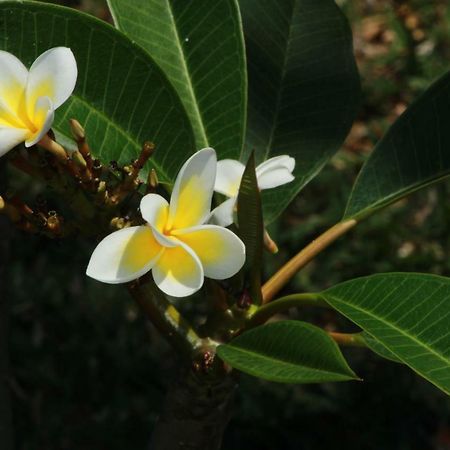 Gite Des Acacias Union Vale Kültér fotó